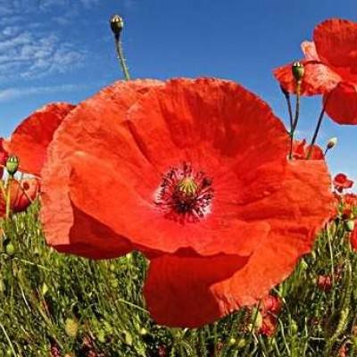 博鱼·体育中国入口下载手机版